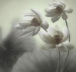 ���ǳ�����պ�