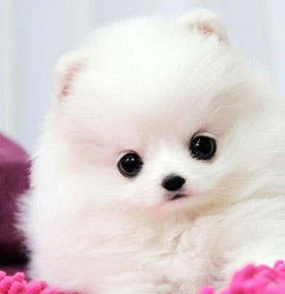 ȫ���·�˿��˵������