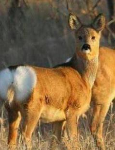 ƨ�ɿ����ڽڸ�