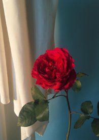 ƽ������