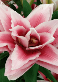 ������Ҷ��Ҷ���޻���ʨ����