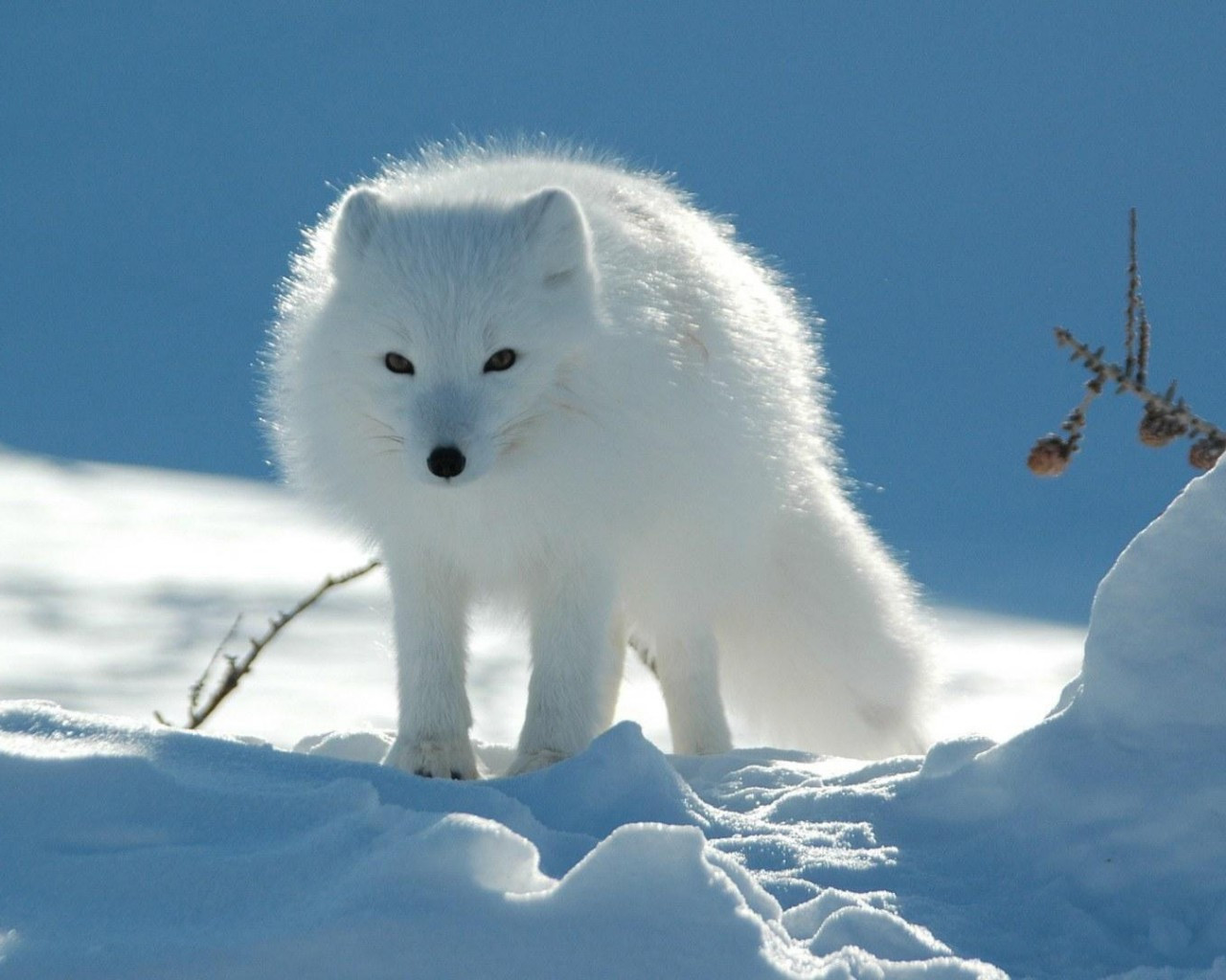 ��С����ͬ�ˣ���ô�죬һ��С����������